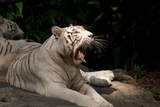 Singapore Zoo 2007 